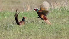 birds_behaviour_Phasianus_colchicus_2025_1206_0701