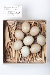 eggs_museum_Phasianus_colchicus201009201145