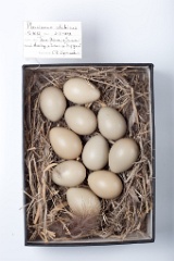 eggs_museum_Phasianus_colchicus201009201146