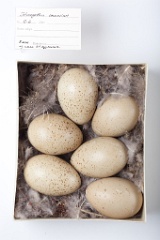 eggs_museum_Tetraogallus_caucasicus201009201336
