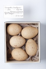 eggs_museum_Tetraogallus_himalayensis201009201239