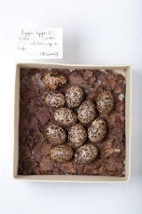 eggs_museum_Lagopus_lagopus201009201246