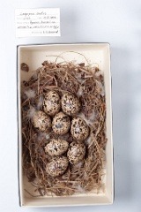 eggs_museum_Lagopus_mutus201009201310