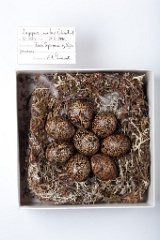eggs_museum_Lagopus_mutus201009201315
