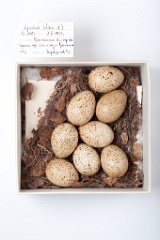 eggs_museum_Lyrurus_tetrix201009201234