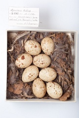 eggs_museum_Lyrurus_tetrix201009201236