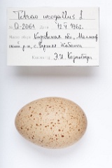 eggs_apart_Tetrao_urogallus201009201210