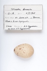 eggs_apart_Tetrastes_bonasia201009201344