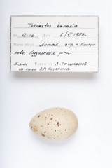 eggs_apart_Tetrastes_bonasia201009201347-1
