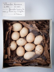 eggs_museum_Tetrastes_bonasia201009201218