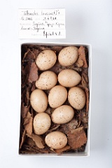 eggs_museum_Tetrastes_bonasia201009201224