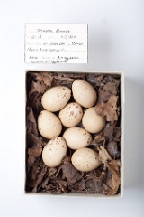 eggs_museum_Tetrastes_bonasia201009201343