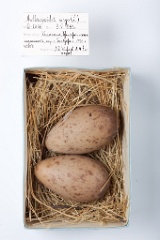 eggs_museum_Anthropoides_virgo201009201449