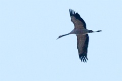 0_birds_flying_Grus_grus_2014_0419_1838
