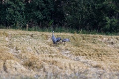 Grus_grus_2018_0901_1226-2