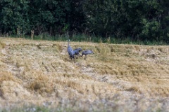 Grus_grus_2018_0901_1226
