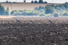 Grus_grus_2018_0901_1303