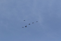 birds_flying_Grus_grus_2017_0321_1827