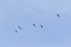 birds_flying_Grus_grus_2017_0321_1828-2