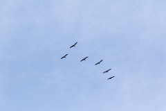 birds_flying_Grus_grus_2017_0321_1828