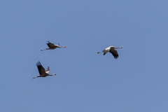 birds_flying_Grus_grus_2018_0901_1153-4