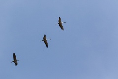 birds_flying_Grus_grus_2018_0901_1153-5