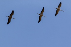 birds_flying_Grus_grus_2018_0901_1153-6