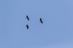 birds_flying_Grus_grus_2018_0901_1153