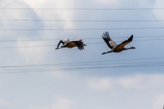 birds_flying_Grus_grus_2018_0901_1236