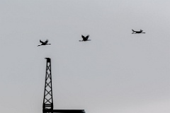 birds_flying_Grus_grus_2018_0901_1300-2