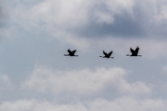 birds_flying_Grus_grus_2018_0901_1300