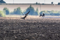 birds_flying_Grus_grus_2018_0901_1303-4