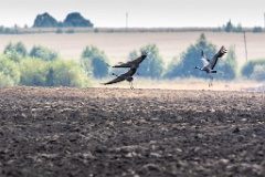 birds_flying_Grus_grus_2018_0901_1303-5
