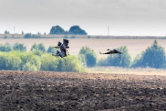 birds_flying_Grus_grus_2018_0901_1303-6
