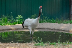 zooGrus_japonensis_2024_0605_1616-10