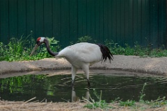 zooGrus_japonensis_2024_0605_1616-6