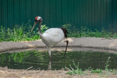 zooGrus_japonensis_2024_0605_1616-7