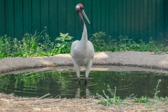 zooGrus_japonensis_2024_0605_1616-8