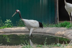 zooGrus_japonensis_2024_0605_1616