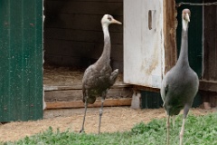 zooGrus_monacha_2024_0605_1604-2