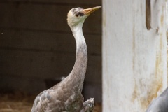 zooGrus_monacha_2024_0605_1604