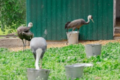 zooGrus_monacha_2024_0605_1609