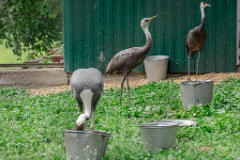 zooGrus_monacha_2024_0605_1610