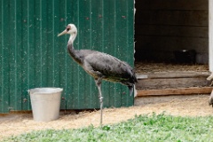 zooGrus_monacha_2024_0605_1615-2