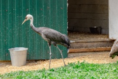 zooGrus_monacha_2024_0605_1615