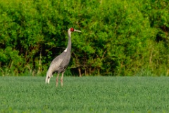 0_Grus_vipio_2024_0605_1848