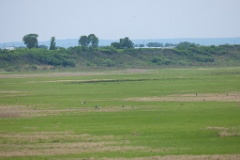 Grus_vipio_2024_0604_2027-2