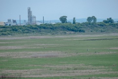 Grus_vipio_2024_0604_2027