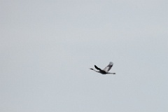 Grus_vipio_2024_0605_1253-4