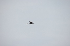 Grus_vipio_2024_0605_1253